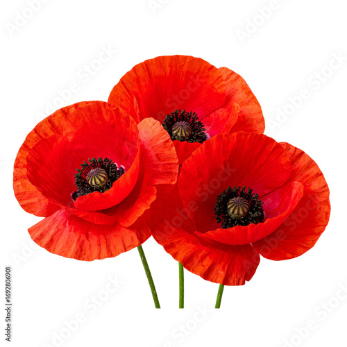 Poppy flowers isolated on transparent background red poppy flower isolated photo PNG image detailed and vivid floral photography nature close-up springtime illustration