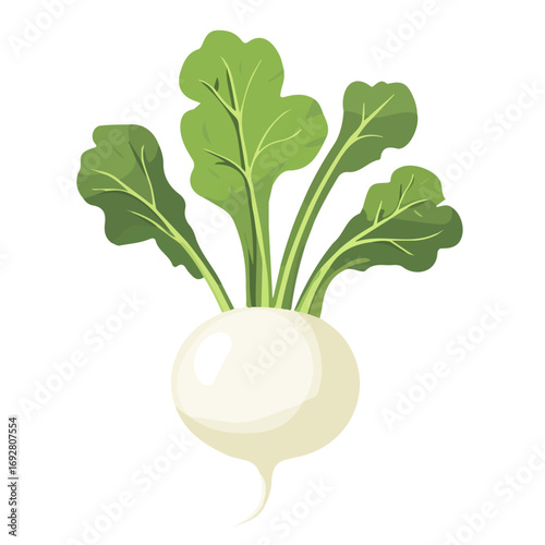 2D flat vector illustration of a Kohlrabi in icon style, isolated on white background