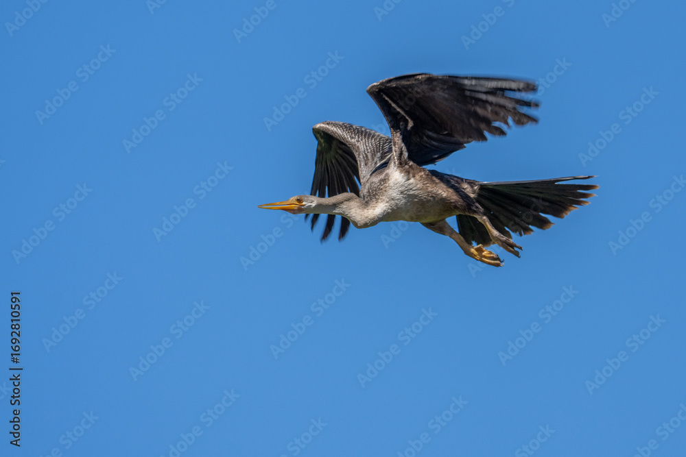 Fototapeta premium Indische Slangenhalsvogel, Oriental Darter, Anhinga melanogaster