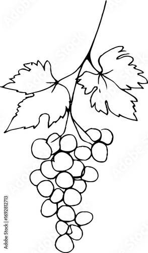 Minimalist line art illustration of grape cluster for logo or tattoo design