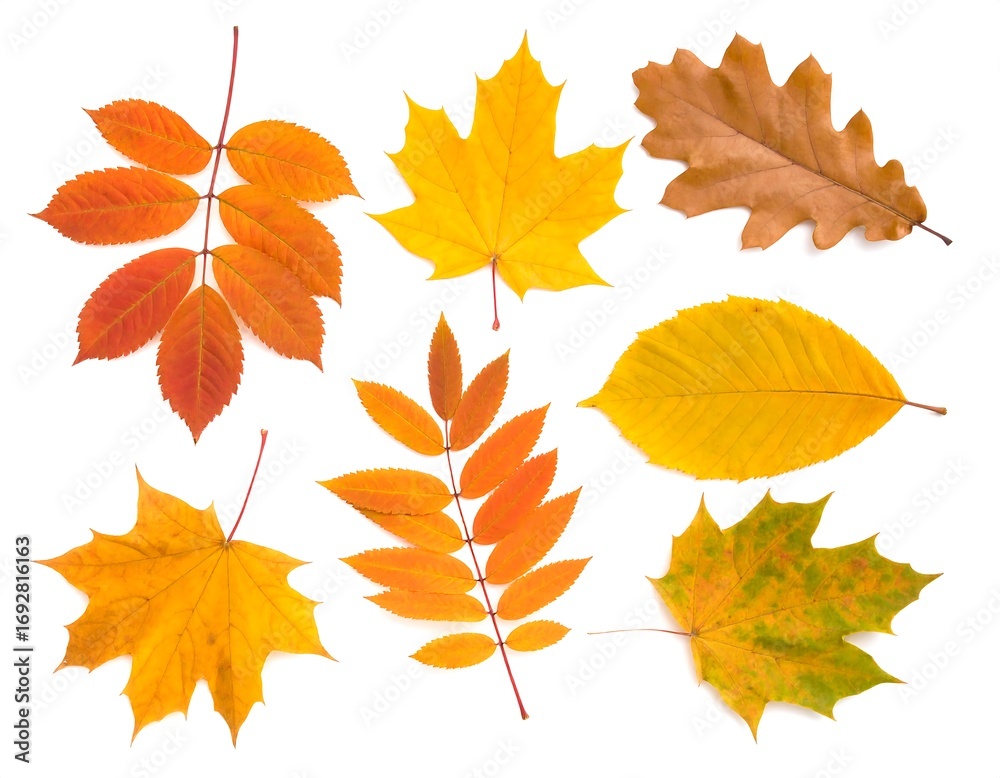 Autumn leaves, various colors, isolated