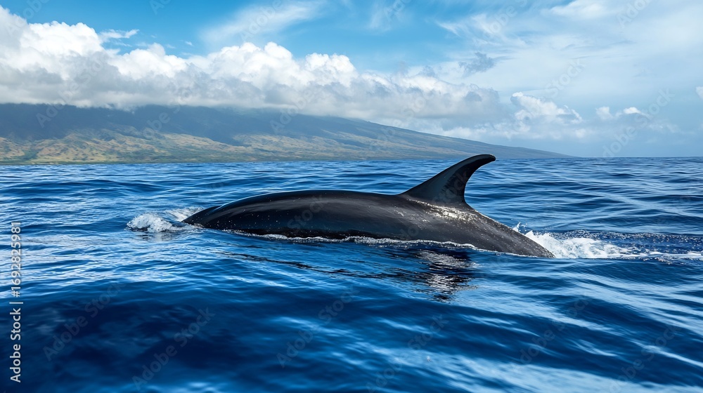 Fototapeta premium Bottlenose dolphin swimming in ocean water beautiful marine wildlife photography ocean life aquatic mammal nature