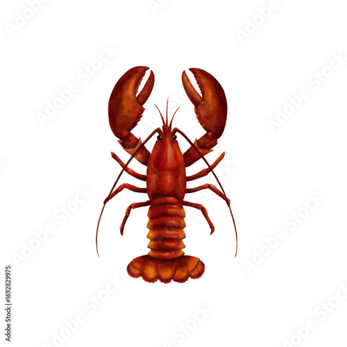 lobster watercolor isolated vector white background