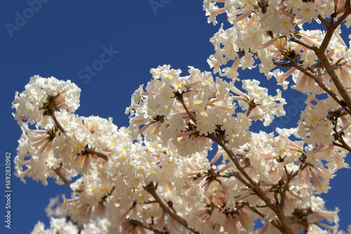 Muitos galhos de ipês carregados de cachos de flores brancas com céu ao fundo. 