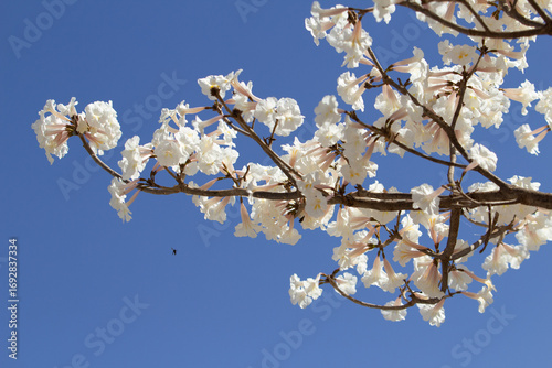 Alguns galhos de ipês carregados de cachos de flores brancas com céu ao fundo.