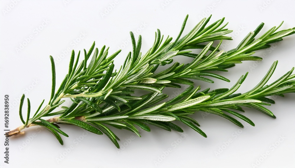 Fototapeta premium isolated shot of a healthy rosemary sprig highlighting its distinctive texture and fresh appearance