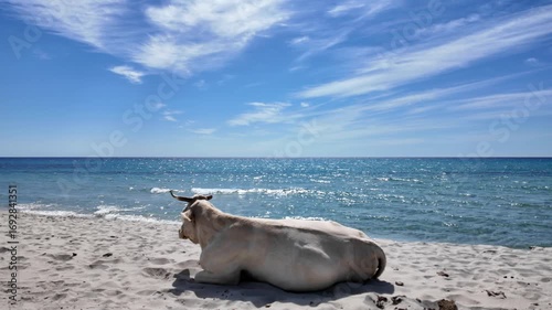 view of cows at Berchida beach south of Siniscola, in the Baronie territory on the east coast of the island of Sardinia, known as one of the most beautiful beaches in the Mediterranean