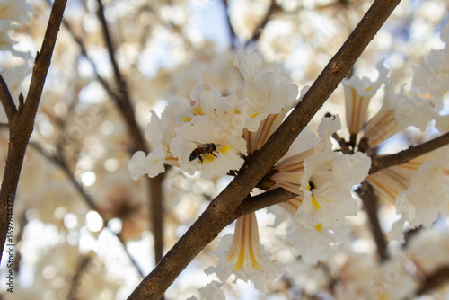 Uma abelha sobre uma flor branca no galho de ipê.