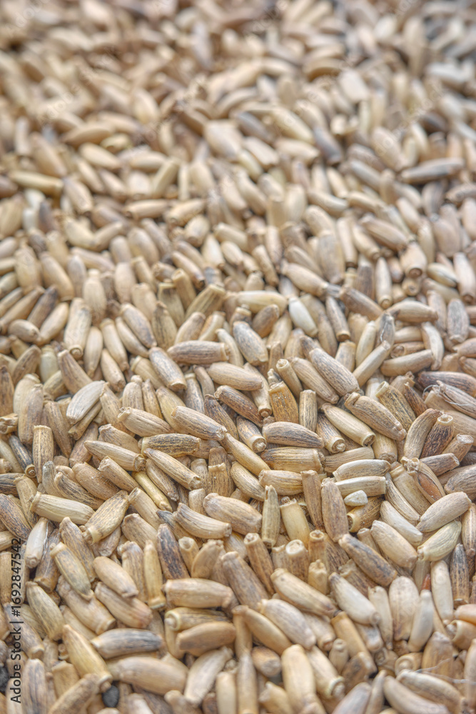 Obraz premium Close up photo of whole milk thistle seeds, selective focus.