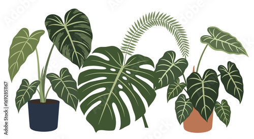 A beautiful collection of houseplants in pots displaying lush green foliage and intricate leaf patterns