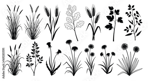 Collection of detailed monochrome botanical illustrations of various wild grasses and flowering plants rendered in silhouette style