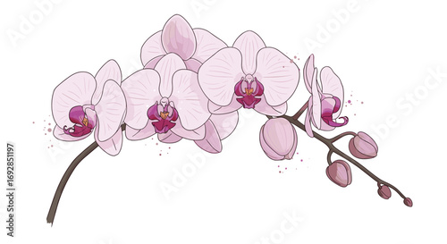 Delicate pink orchid blossoms with intricate petals and buds on a stem