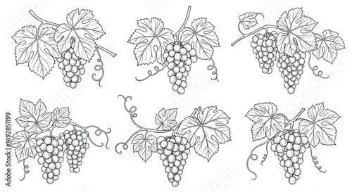 Elegant black and white vintage style grapevine clipart for artistic designs