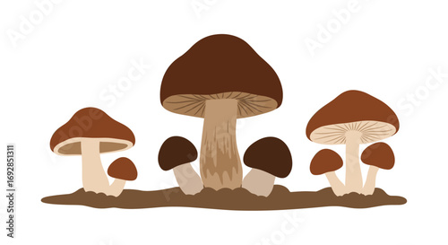 A cluster of earthy brown mushrooms growing in soil a forest floor illustration