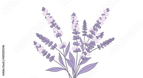 A beautiful cluster of delicate lavender sprigs with soft purple flowers and green leaves on a white background