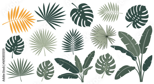Collection of tropical leaves and foliage illustrations featuring monstera and palm varieties