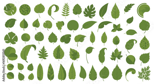 Collection of various green leaf shapes and textures representing nature and botany