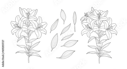 Botanical illustration of two lush branches with scattered leaves in a delicate sketch style