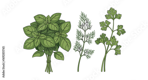 Fresh culinary herbs aromatic basil dill parsley and cilantro for cooking and flavor enhancement