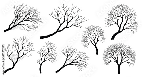 Illustrations of bare deciduous trees showcasing delicate branches and intricate twig structures without leaves during winter season