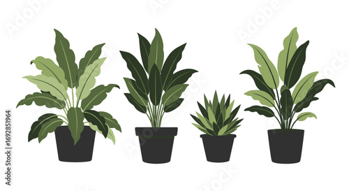 Beautiful green houseplants in dark pots for indoor decoration and home gardening