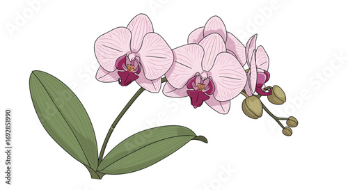 Discover the enchanting beauty of phalaenopsis orchids a step by step guide to their care and blooming