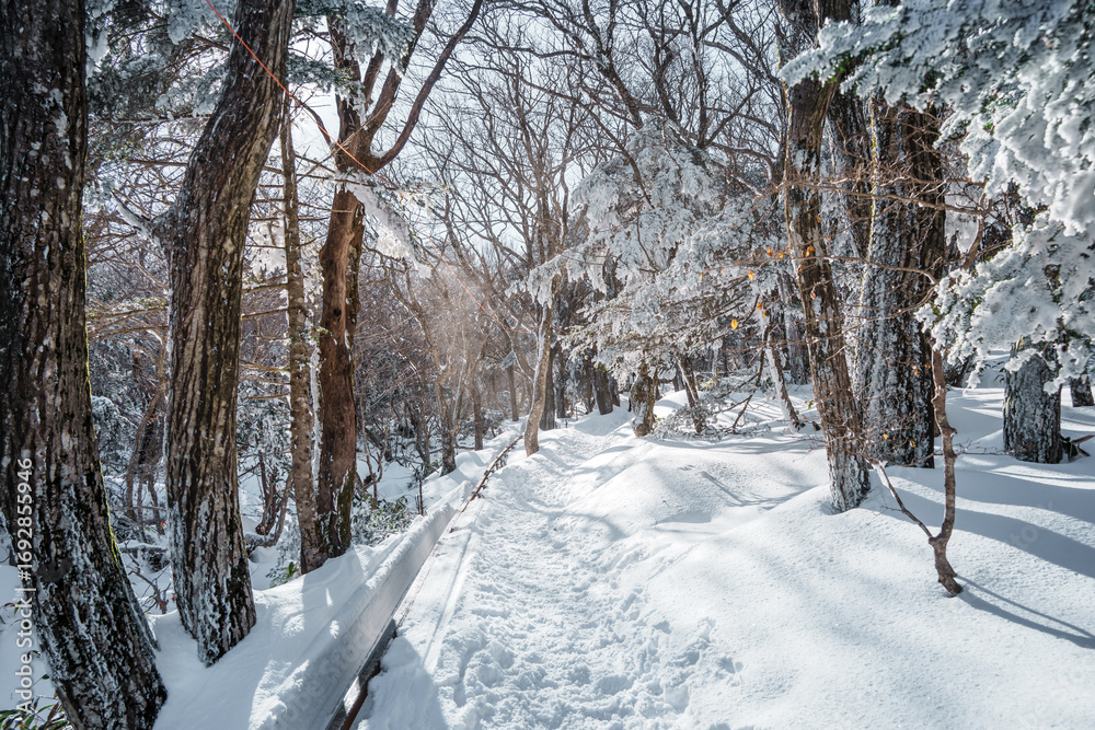 Fototapeta premium Winter forest with snow and sunlight on Eorimok Trail, Hallasan, Jeju Island