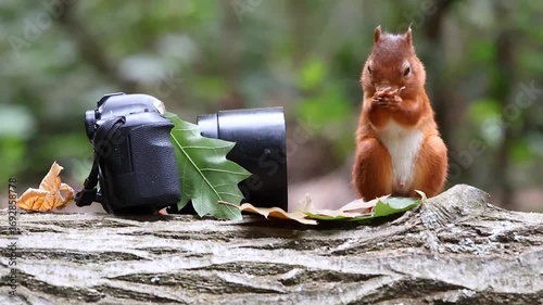 Red squirrel standing upright next to a camera, appearing deeply curious about the lens