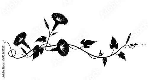 morning glory flowers with leaves and vines silhouette