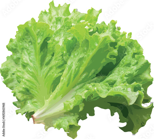 Fresh organic green lettuce leaf isolated on a white background for a healthy vegetarian salad diet