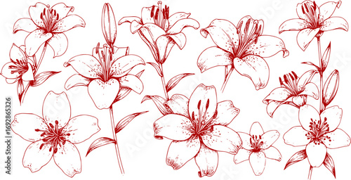 Collection of monochrome illustrations of lily in sketch style. Hand drawings in art ink style. Black and white graphics.
