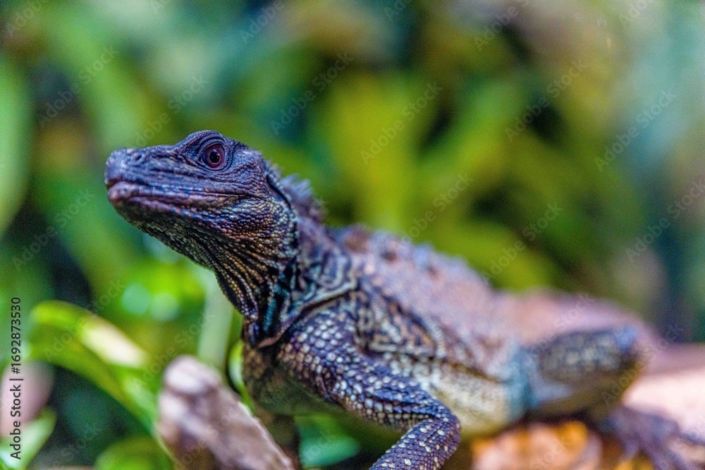 Obraz premium lizard