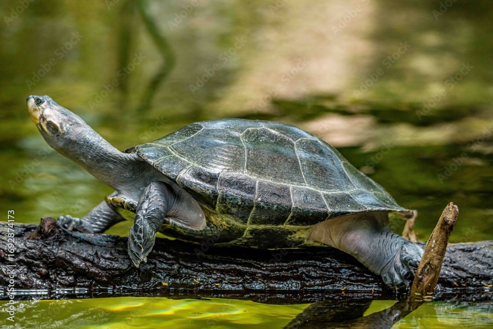 Obraz premium turtle