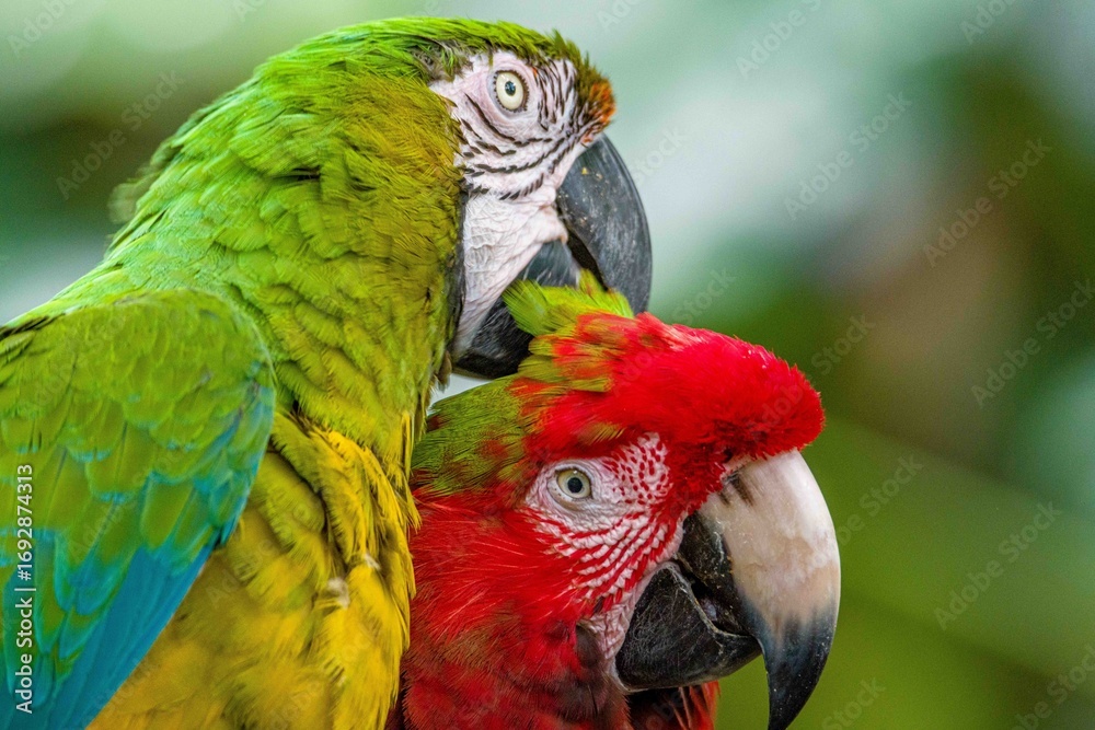 Obraz premium parrot