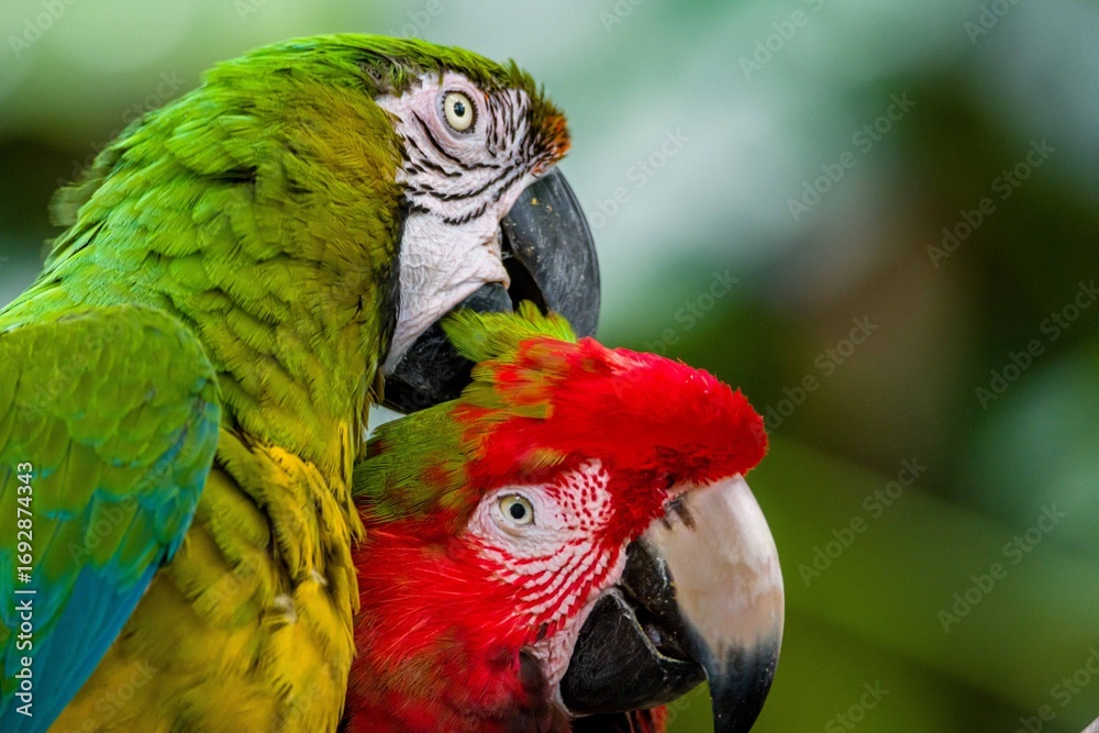 Fototapeta premium parrot