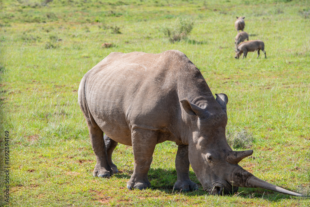 Fototapeta premium Nashorn in der Wildness in Südafrika