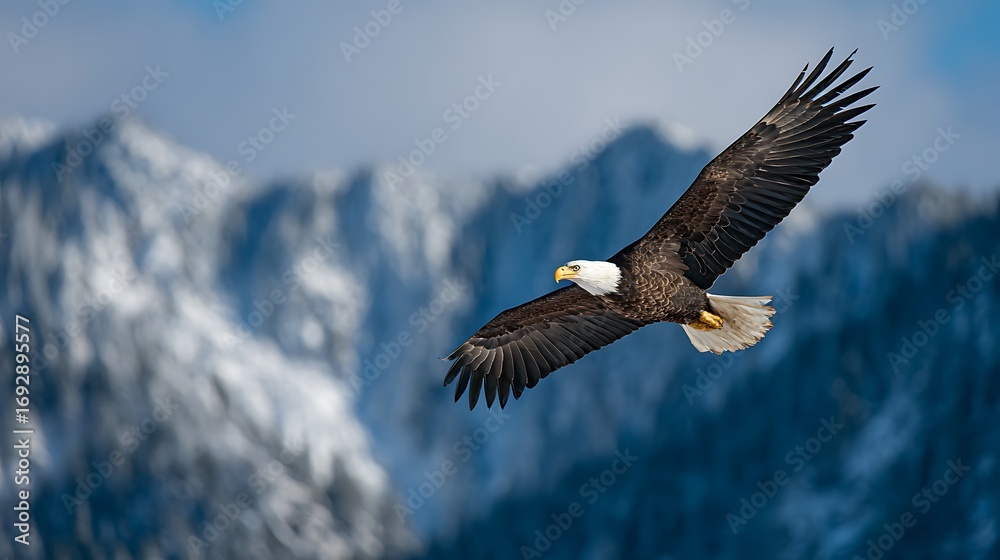 Naklejka premium Majestic bald eagle soars gracefully over snow capped mountains in a dramatic aerial display