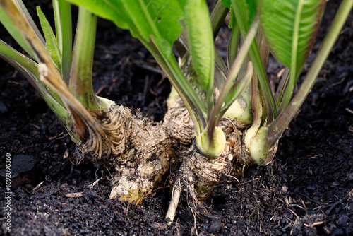 Close-up of horseradish roots growing in organic soil, bunch of fresh horseradish, Armoracia rusticana with leaves in the soil