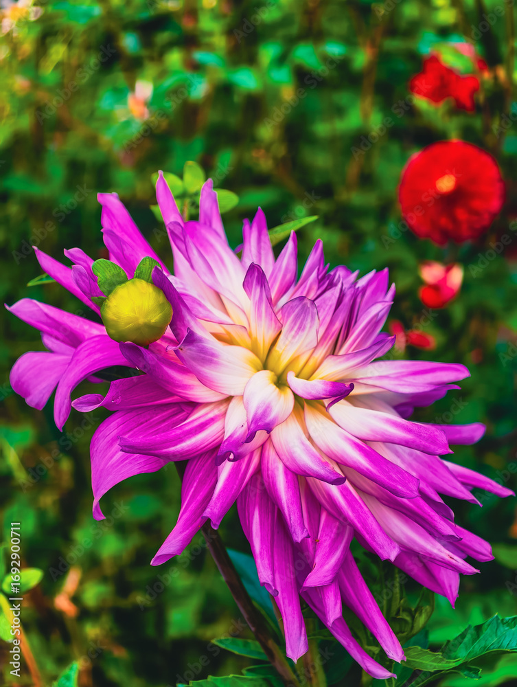 Fototapeta premium Stunning Purple Flower Bloom - Vibrant Floral Photography for Digital Backdrops, Home Decor, Social Media Content, Aesthetic Avenues, and Marketing Materials for Nature Lovers and Garden Enthusiasts