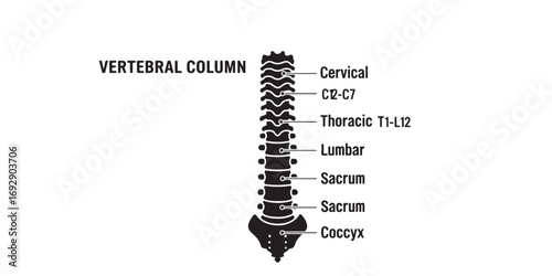 Diagram of the human vertebral column anatomy