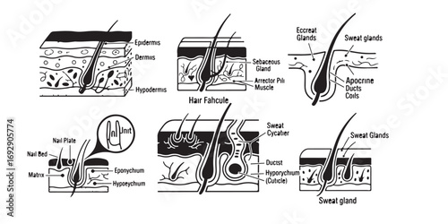 This image displays multiple diagrams showing cross-sections of skin with hair follicles in different stages of growth and structure.