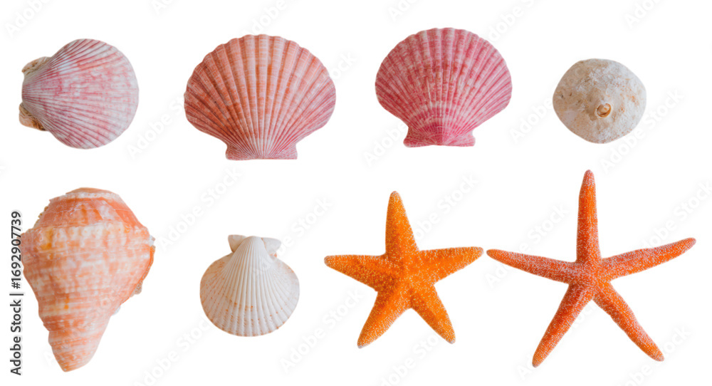 Obraz premium A collection of colorful seashells and starfish showcasing various shapes and textures.