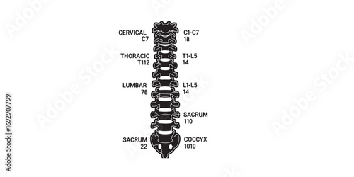A detailed black and white illustration of the human spine, showing the cervical, thoracic, lumbar, sacrum, and coccyx regions with labels.