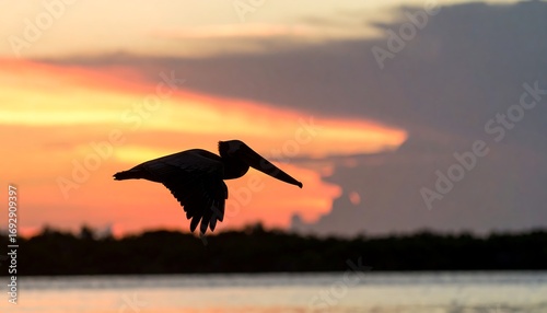 Fototapeta Naklejka Na Ścianę i Meble -  Silhouette of pelican in flight at sunset