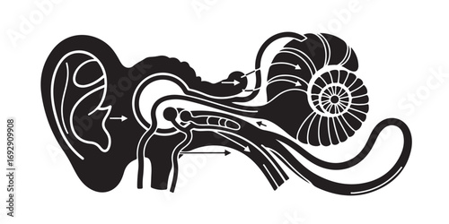 A stylized, high-contrast illustration depicting the internal structures of the human ear, from the outer auricle to the cochlea.