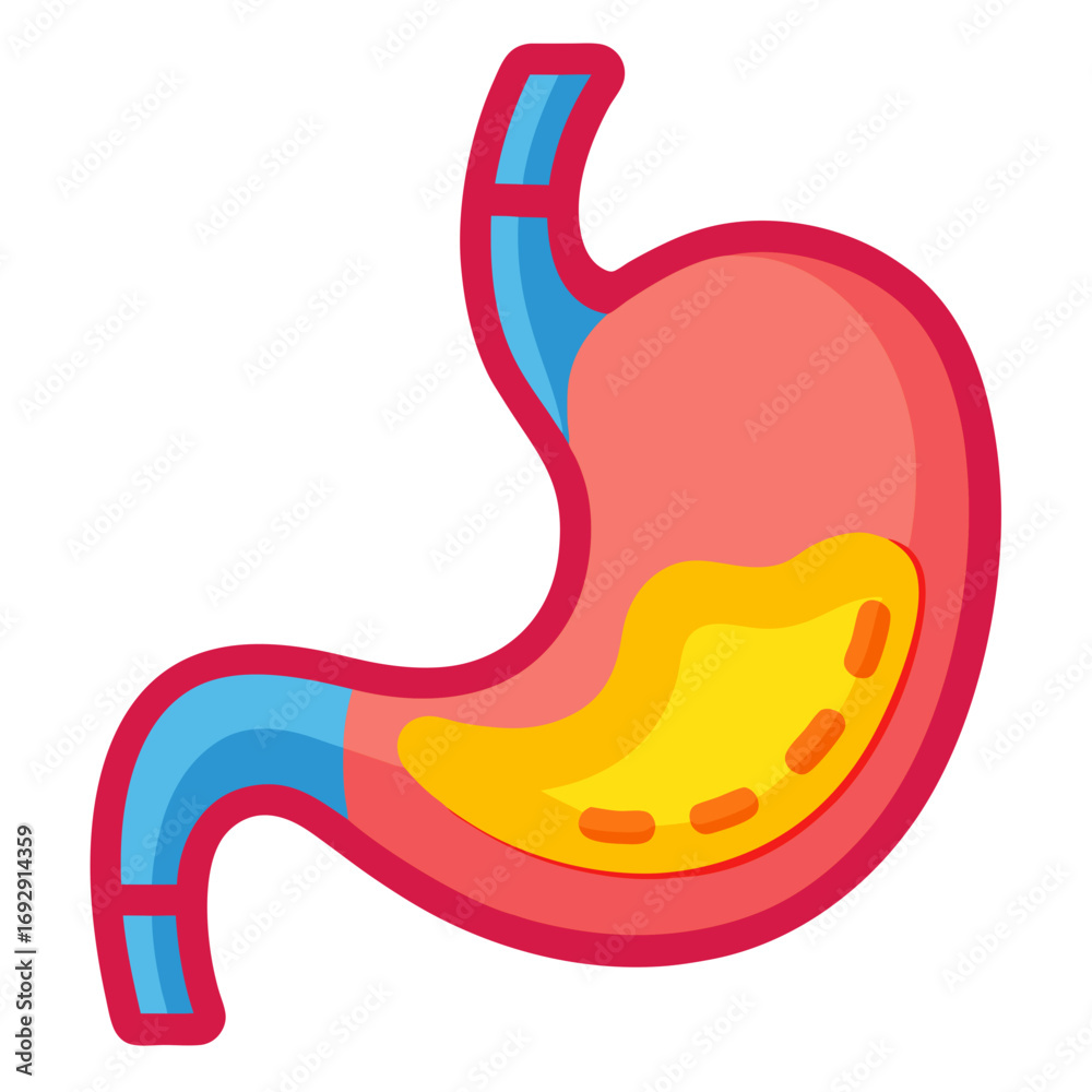 Obraz premium Human stomach diagram illustrating digestive system and anatomy, perfect for medical, educational, and healthcare content, offering a vibrant and clear visual aid for presentations and publications.