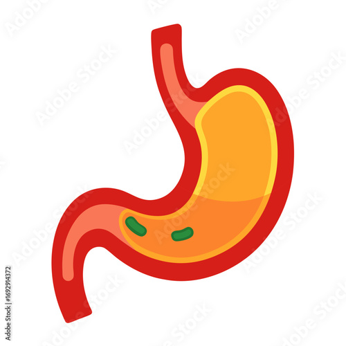 Vibrant illustration of the human stomach showcasing internal structure, perfect for medical, educational, and health-related projects, conveying digestive health and anatomical understanding