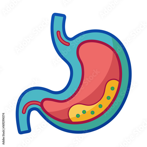 Colorful and vibrant illustration of the human stomach, perfect for medical, educational, or health-related projects, conveying digestive health and internal anatomy.