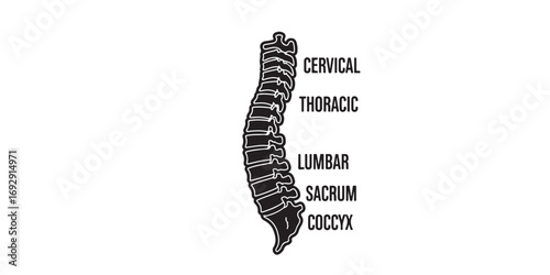 A black and white sketch of the human spine, detailing the cervical, thoracic, lumbar, sacrum, and coccyx regions.
