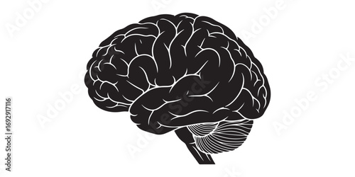 A detailed, high-contrast illustration of the human brain in black ink on a white background, emphasizing its intricate structure and lobes.